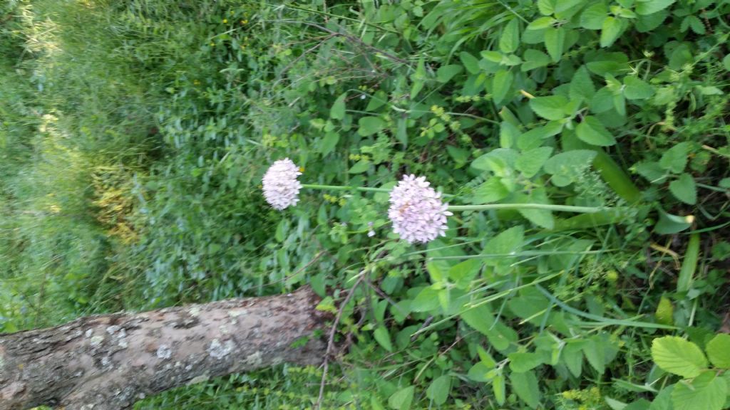 Allium nigrum