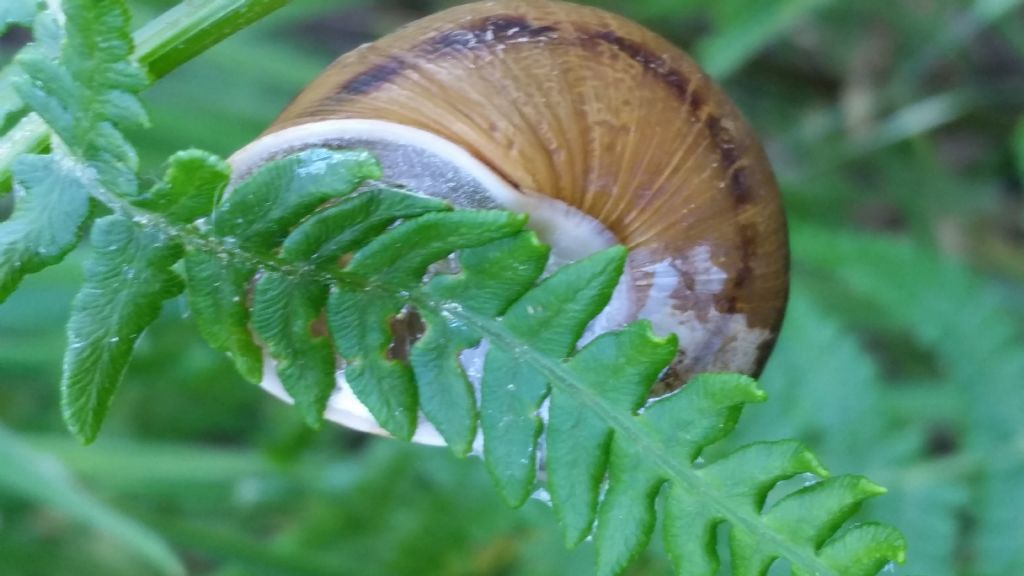 Chiocciola su felce