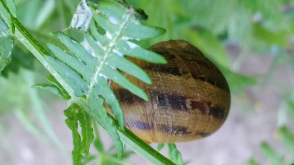 Chiocciola su felce