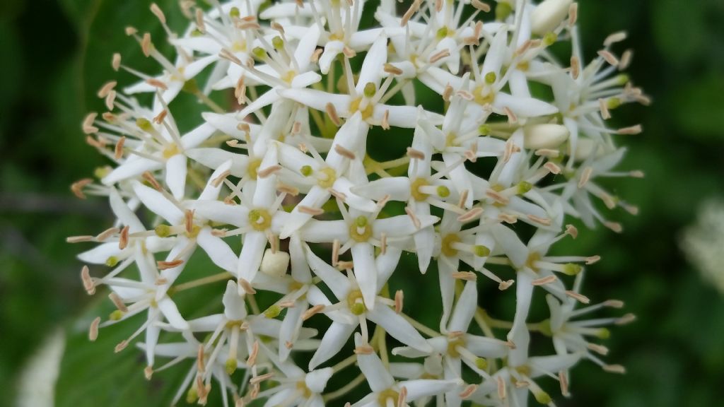 Cornus sanguinea  (Cornaceae)