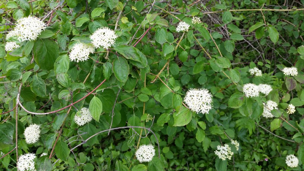 Cornus sanguinea  (Cornaceae)