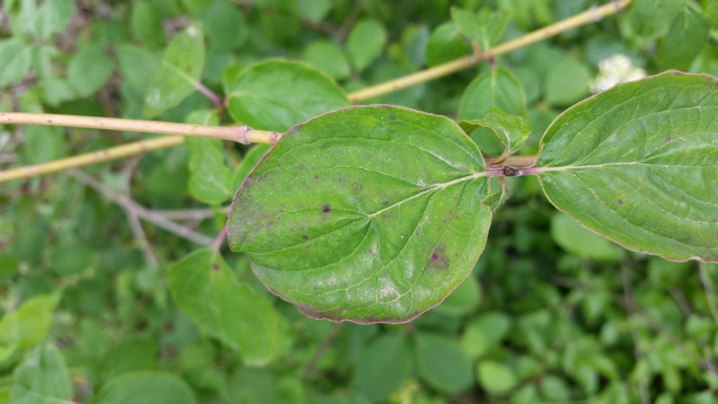 Cornus sanguinea  (Cornaceae)