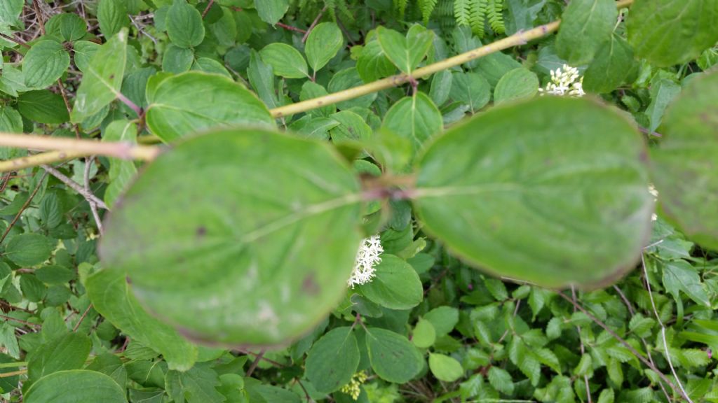 Cornus sanguinea  (Cornaceae)