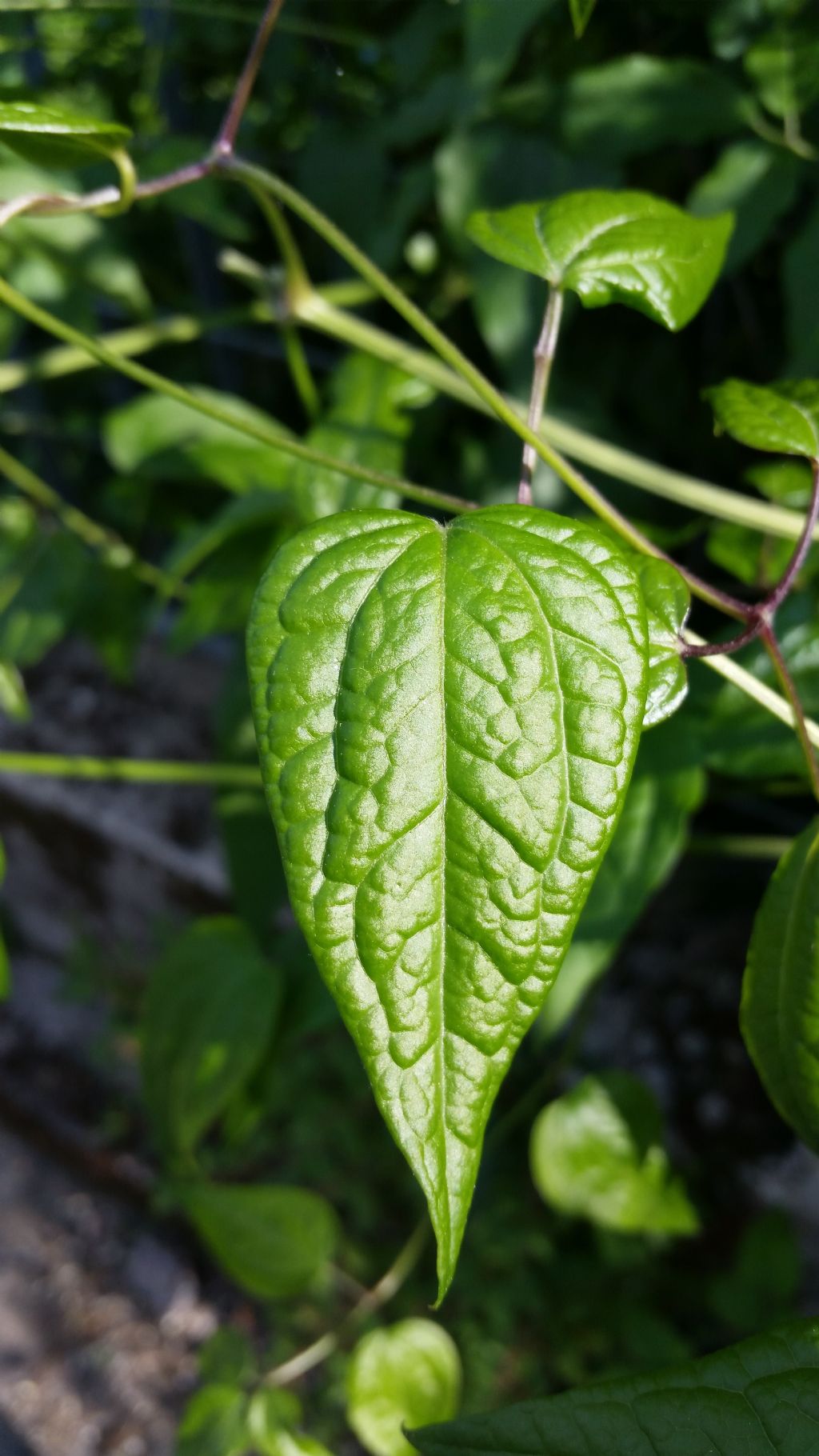 Clematis vitalba