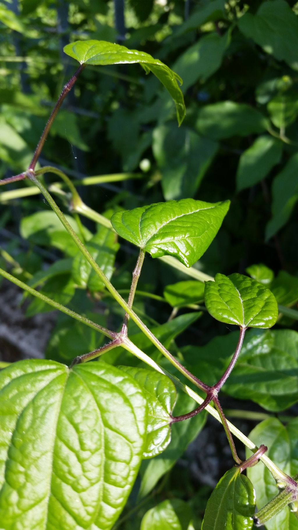 Clematis vitalba