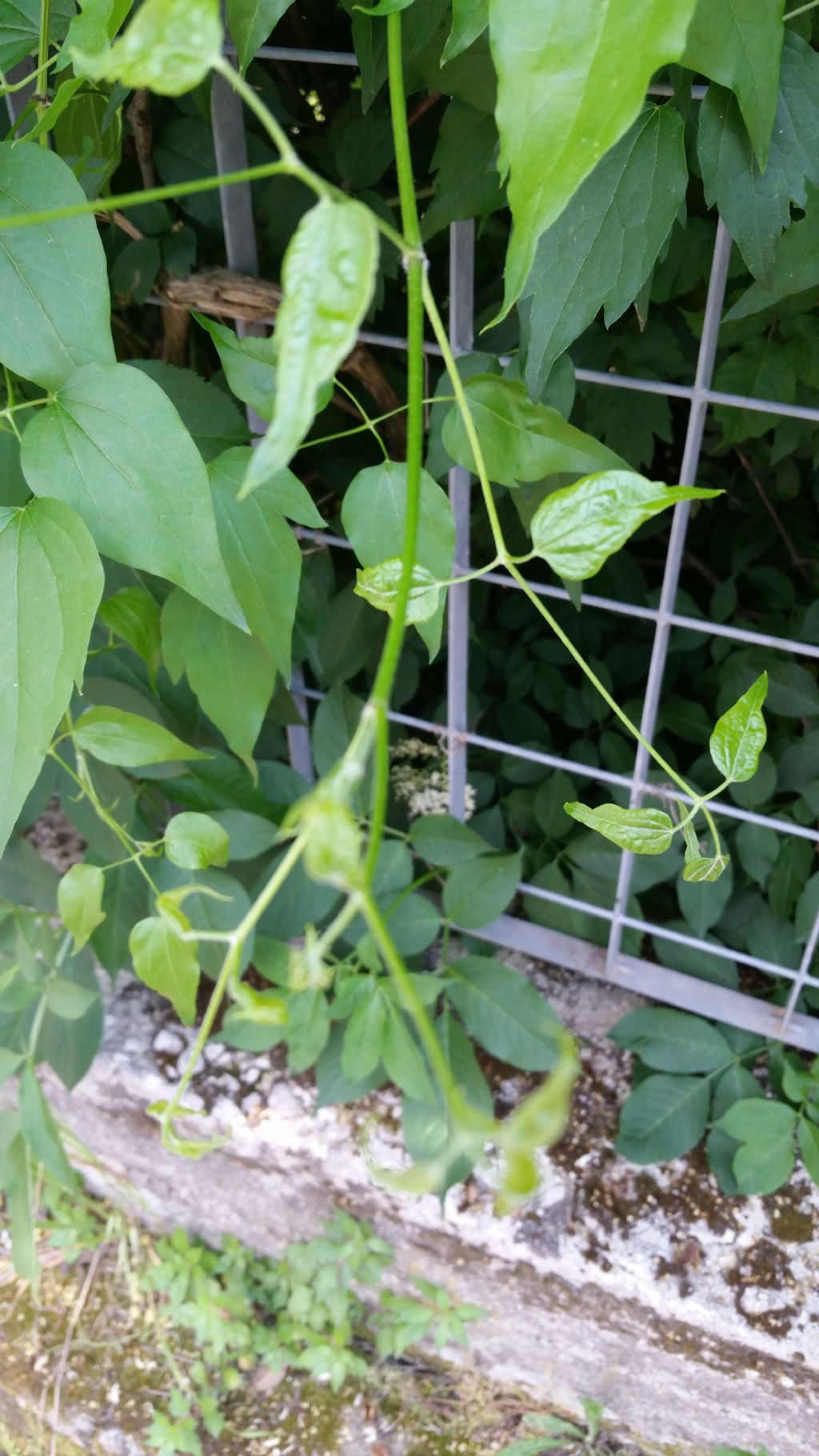 Clematis vitalba