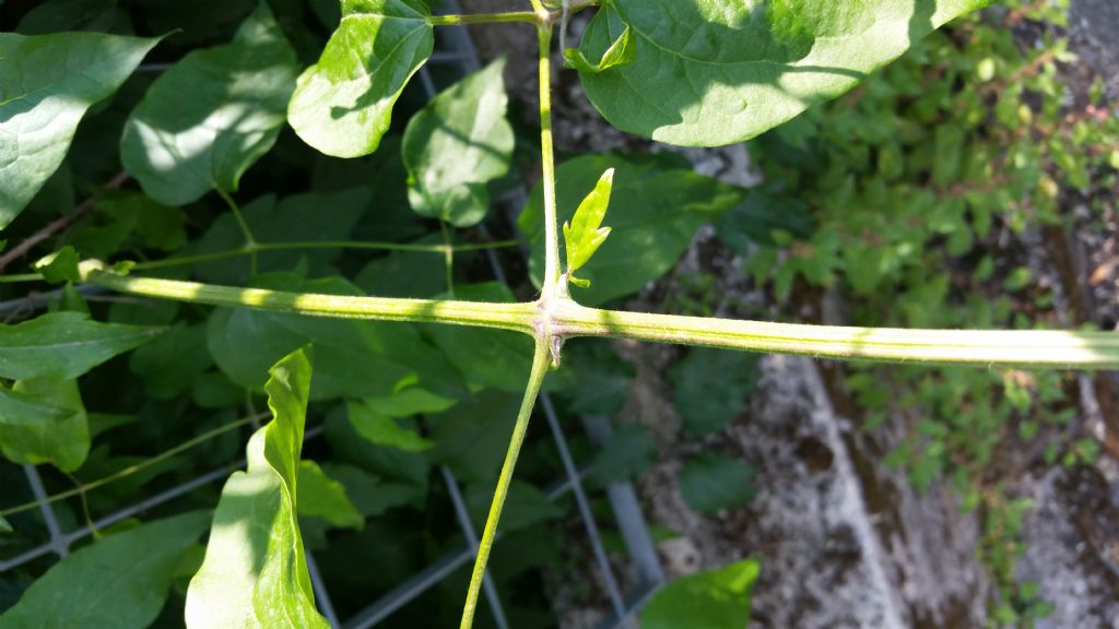 Clematis vitalba