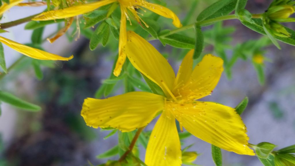 Hypericum perforatum