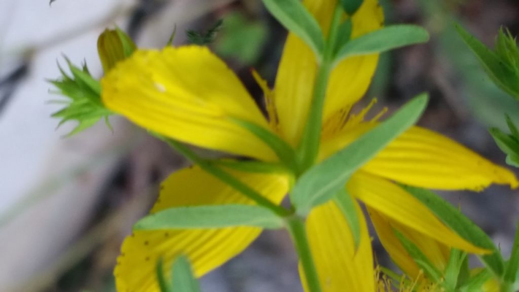 Hypericum perforatum