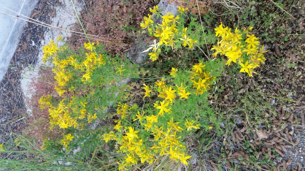 Hypericum perforatum