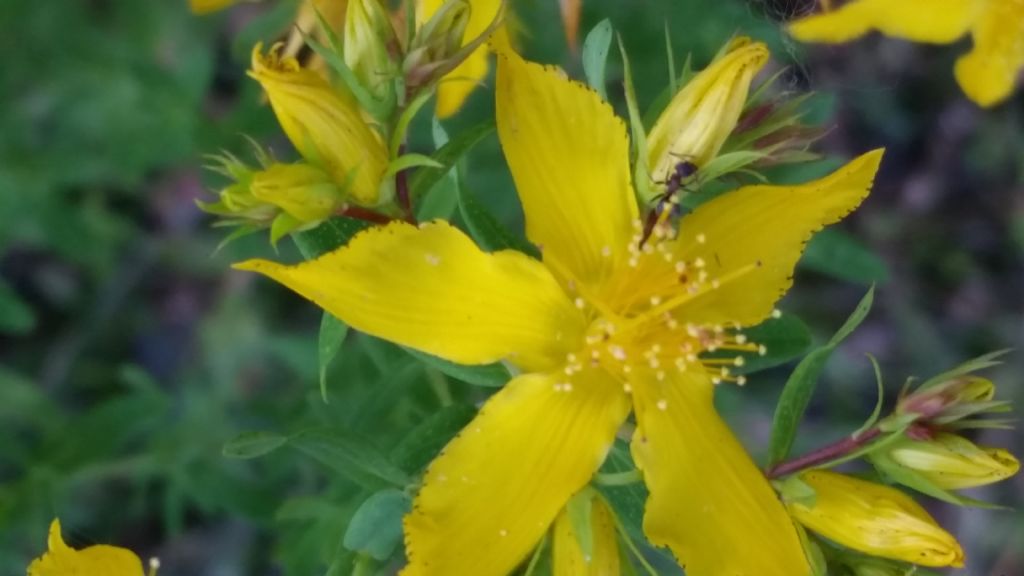 Hypericum perforatum