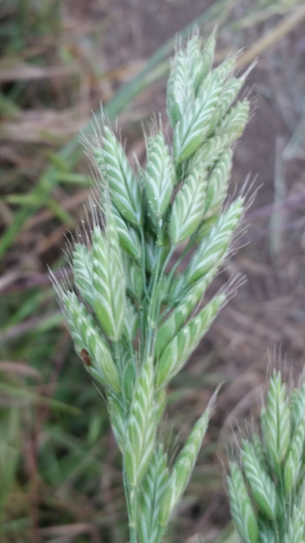 Bromus hordeaceus