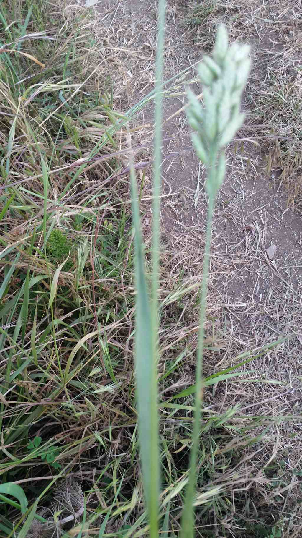 Bromus hordeaceus