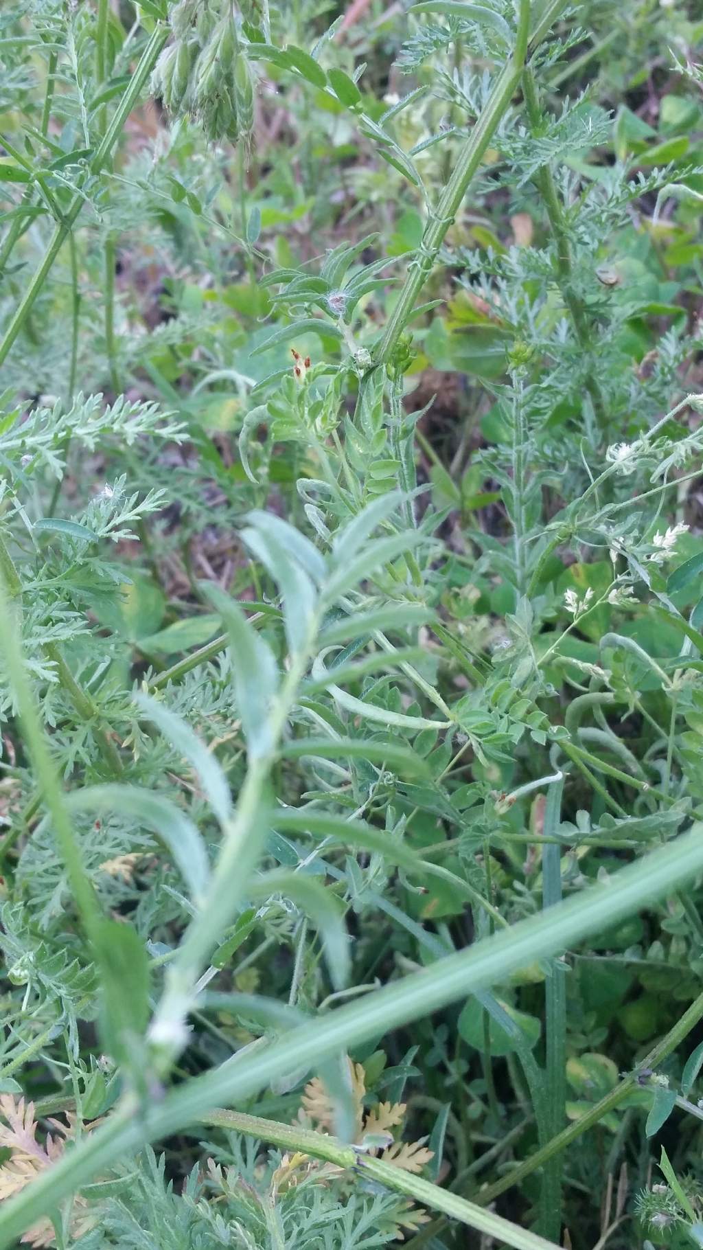 Vicia cfr. villosa