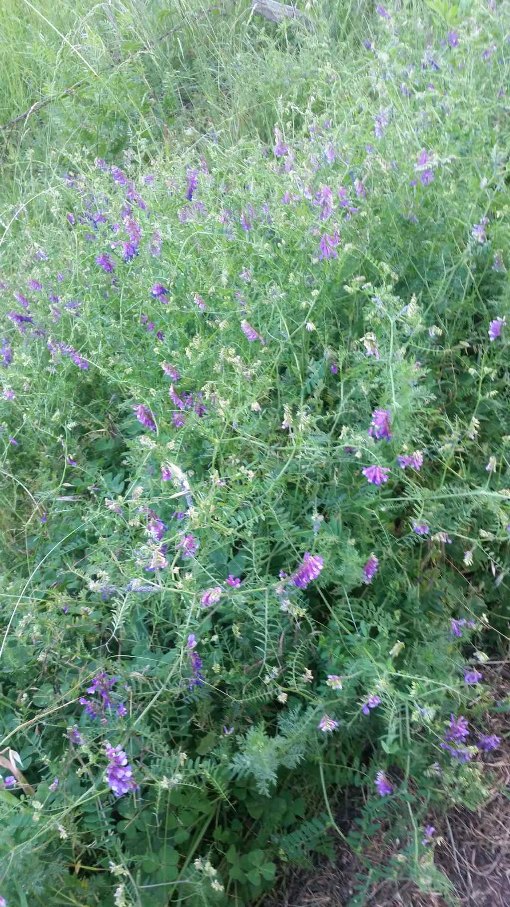 Vicia cfr. villosa