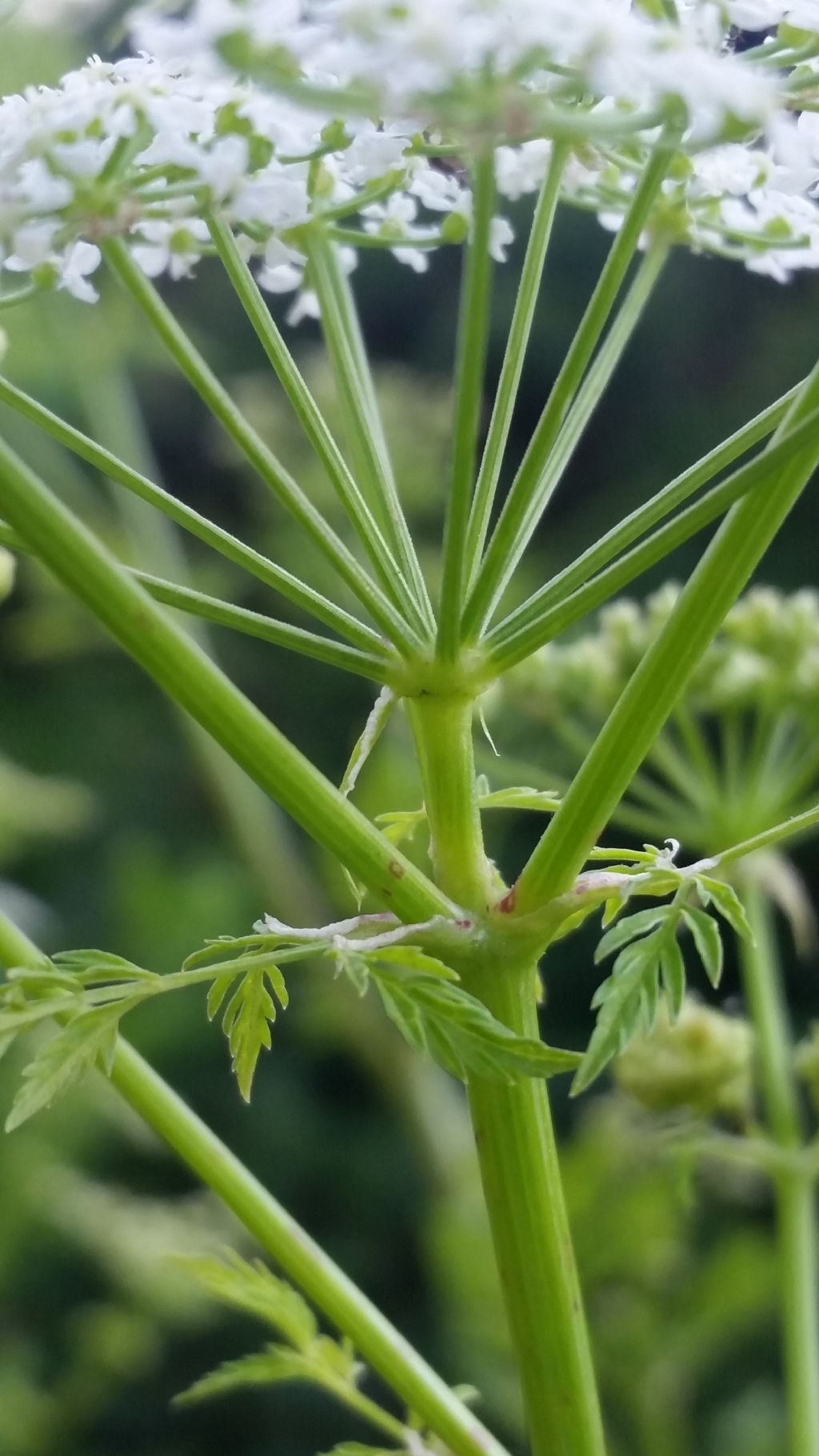 Conium maculatum (Apiaceae)