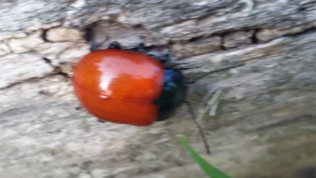 Coccinella senza punti neri ?  No, Chrysolina lutea (Chrysomelidae)