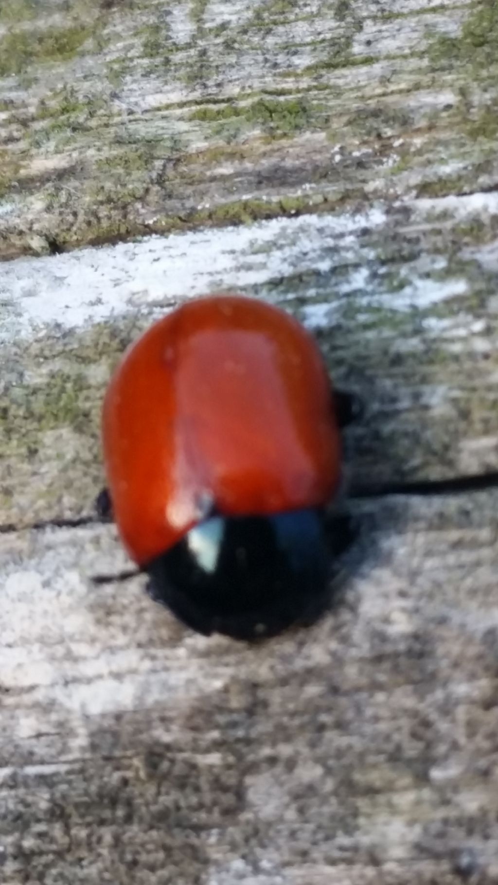 Coccinella senza punti neri ?  No, Chrysolina lutea (Chrysomelidae)