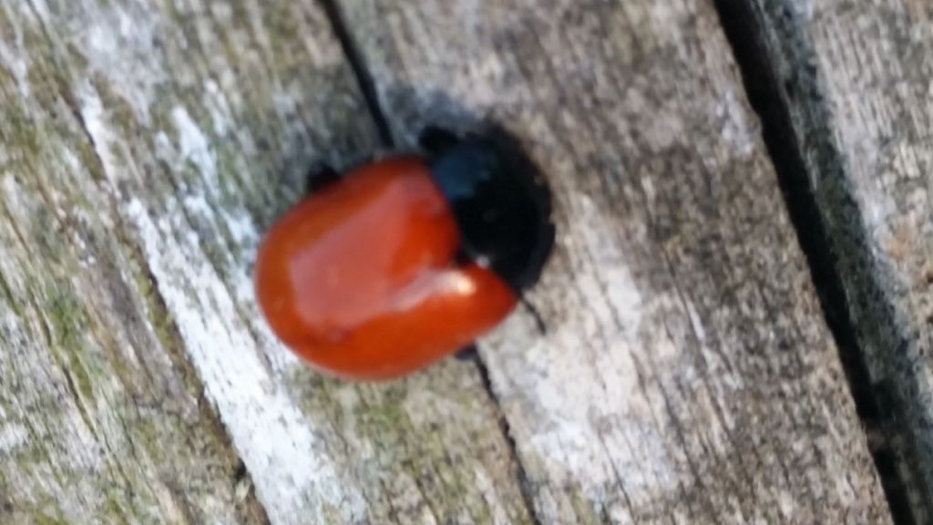 Coccinella senza punti neri ?  No, Chrysolina lutea (Chrysomelidae)
