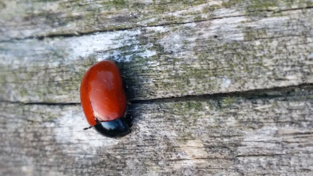Coccinella senza punti neri ?  No, Chrysolina lutea (Chrysomelidae)