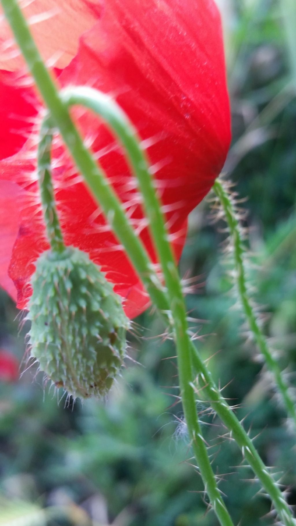Papavero