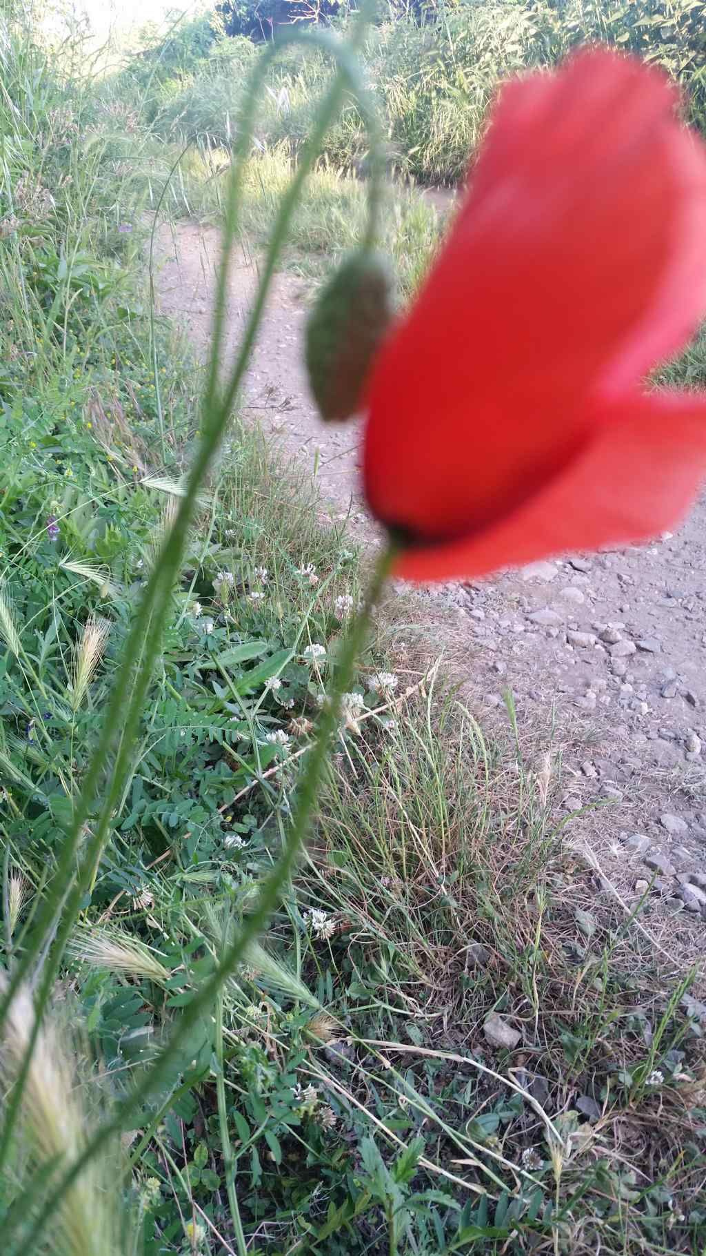 Papavero