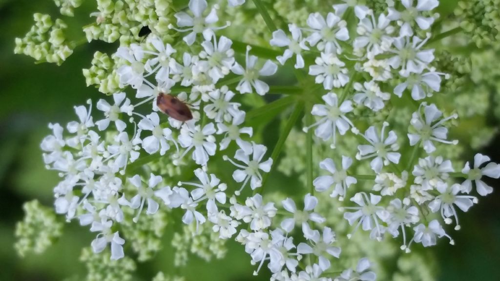 Conium maculatum (Apiaceae)