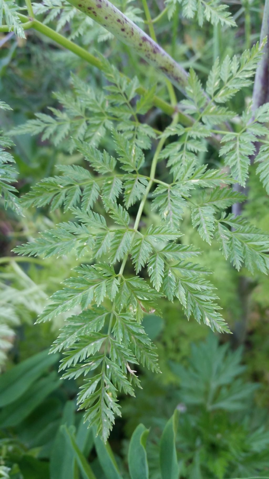 Conium maculatum (Apiaceae)