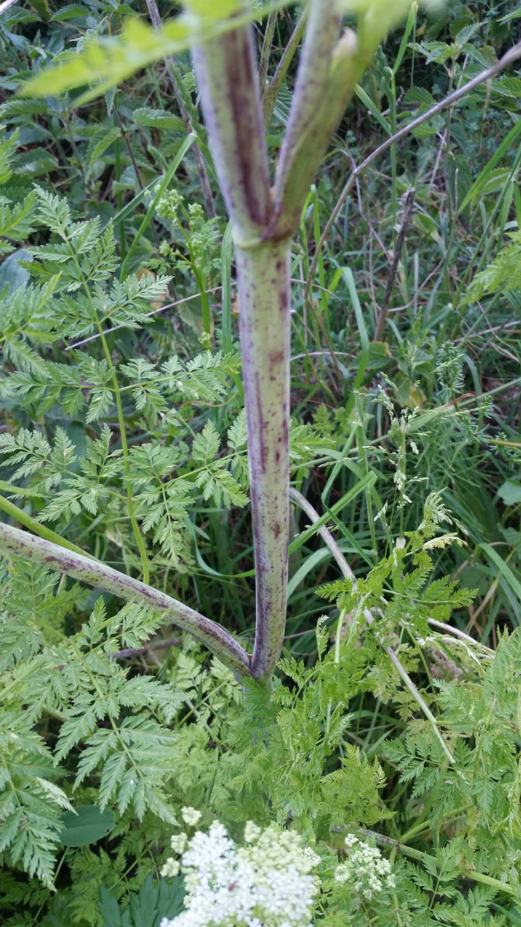 Conium maculatum (Apiaceae)