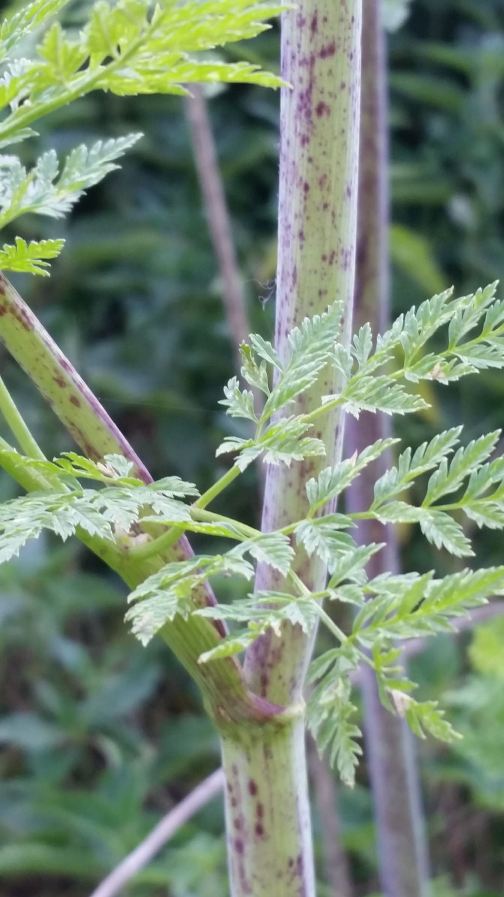 Conium maculatum (Apiaceae)