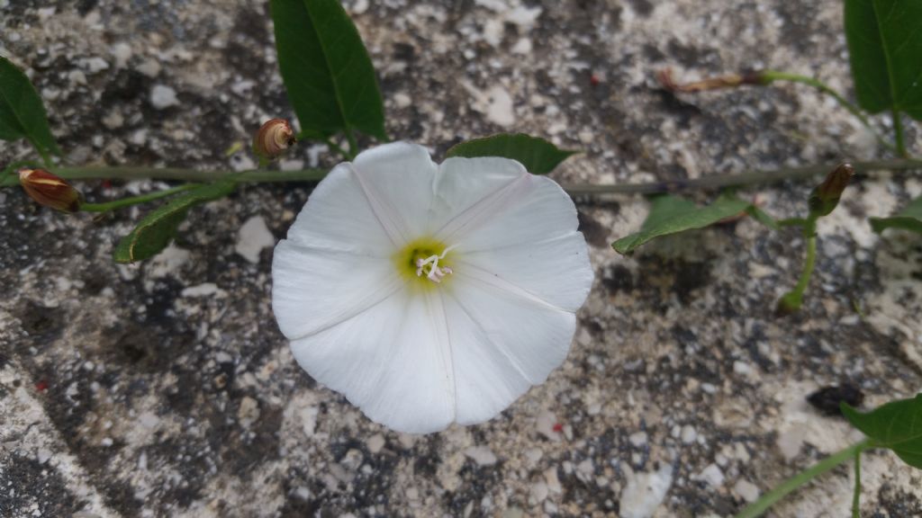 Convolvulus arvensis