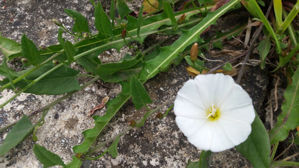 Convolvulus arvensis