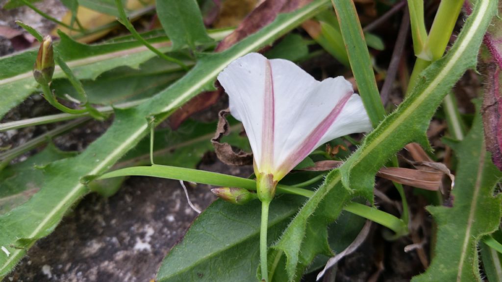 Convolvulus arvensis