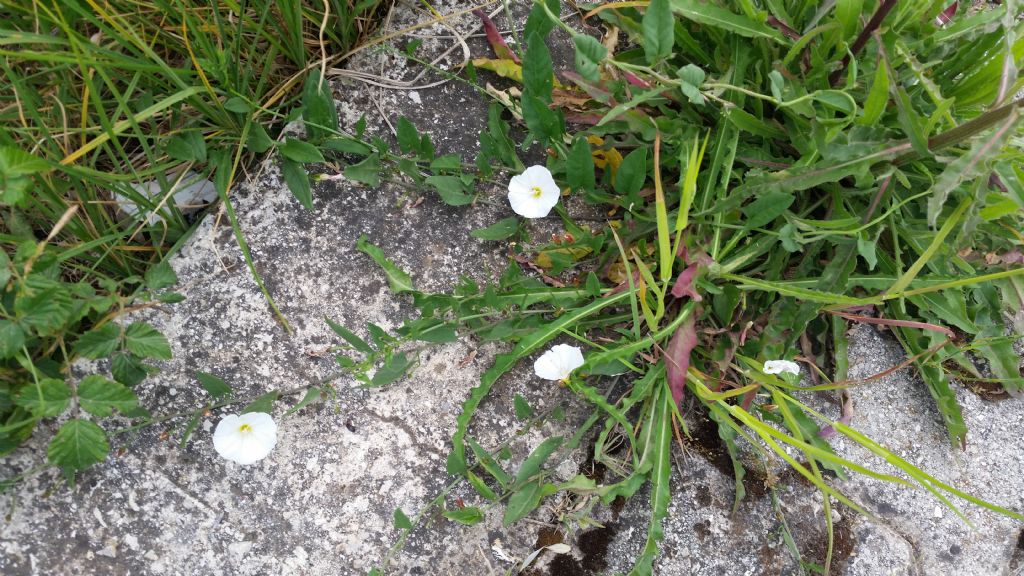 Convolvulus arvensis