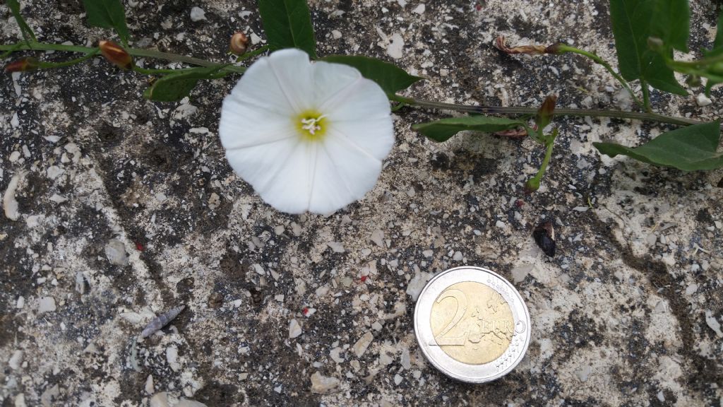 Convolvulus arvensis