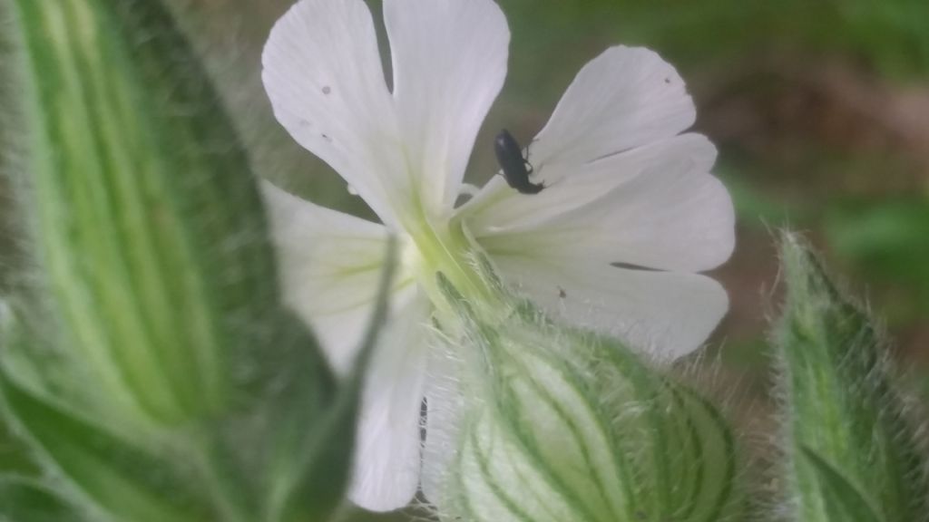 Silene latifolia