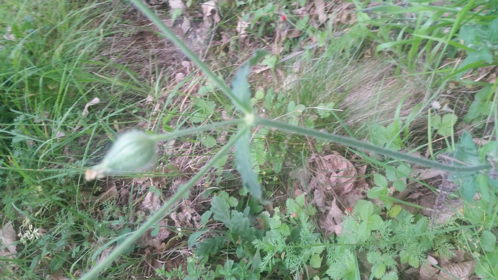 Silene latifolia