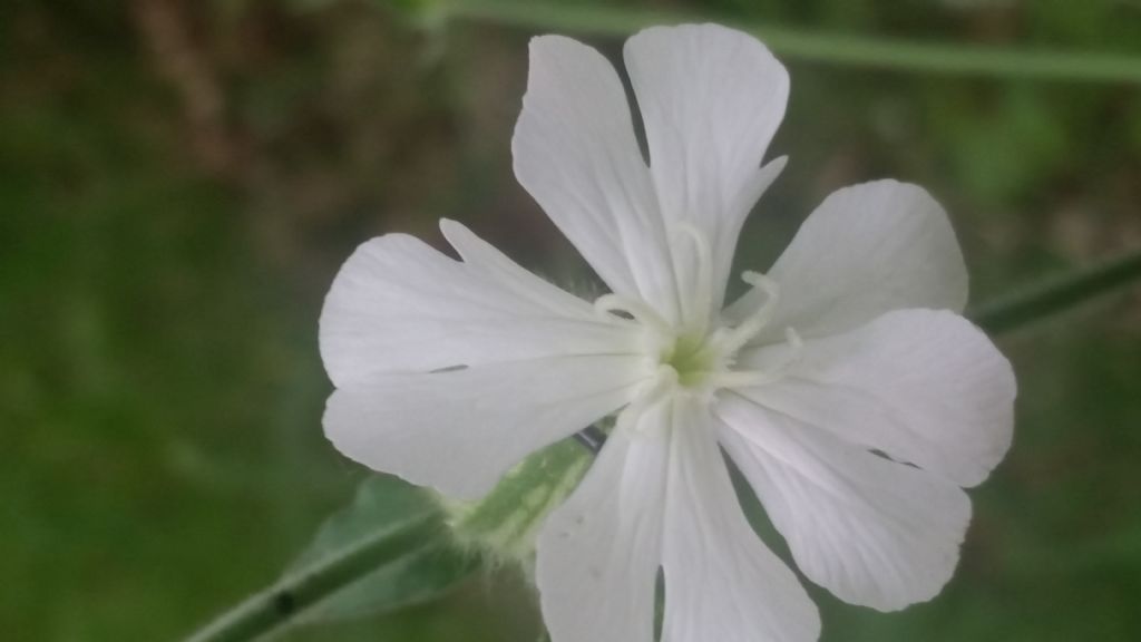 Silene latifolia