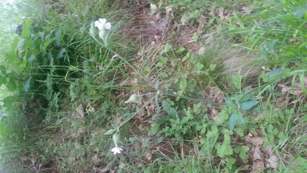 Silene latifolia