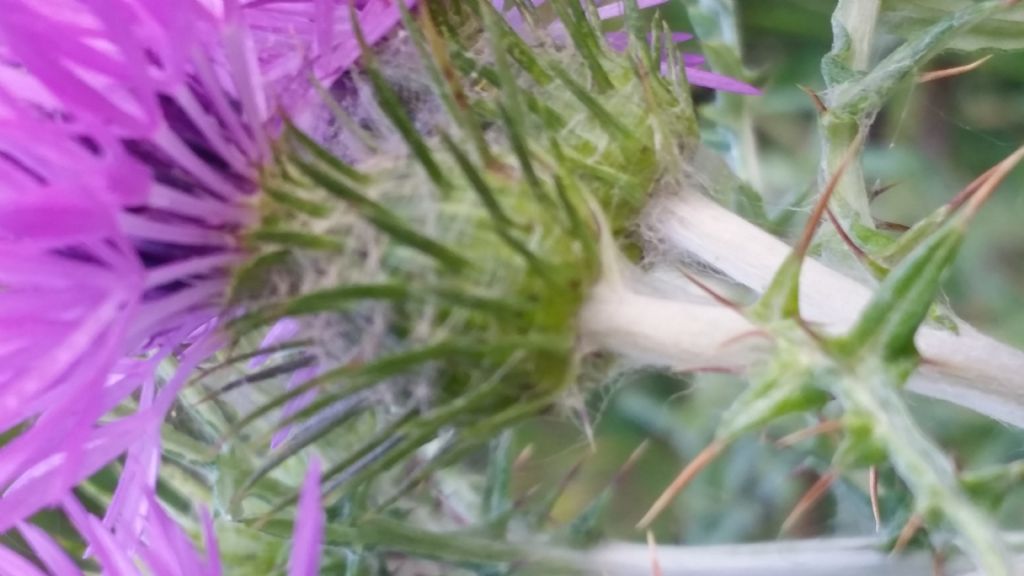 Galactites tomentosus