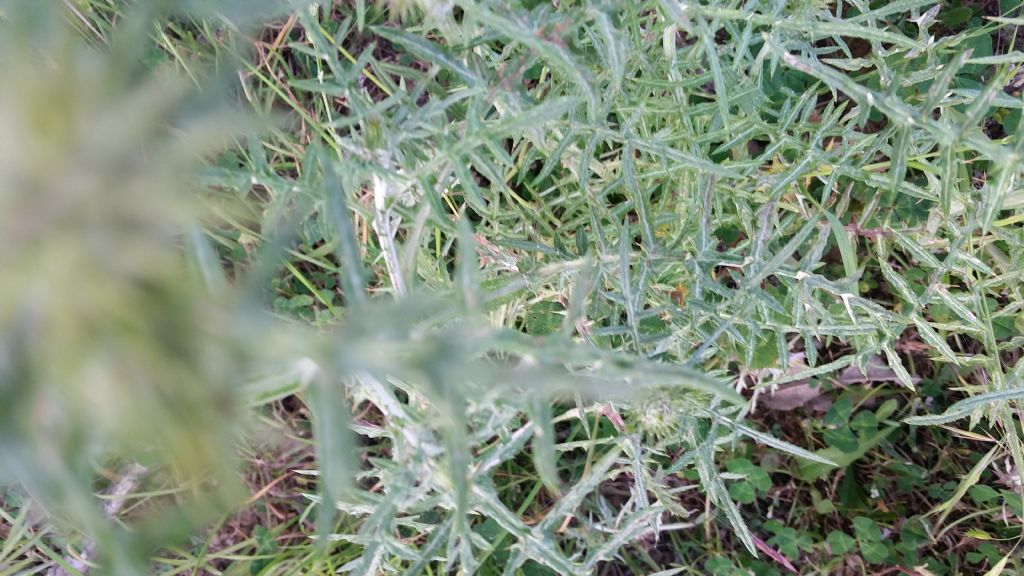 Galactites tomentosus