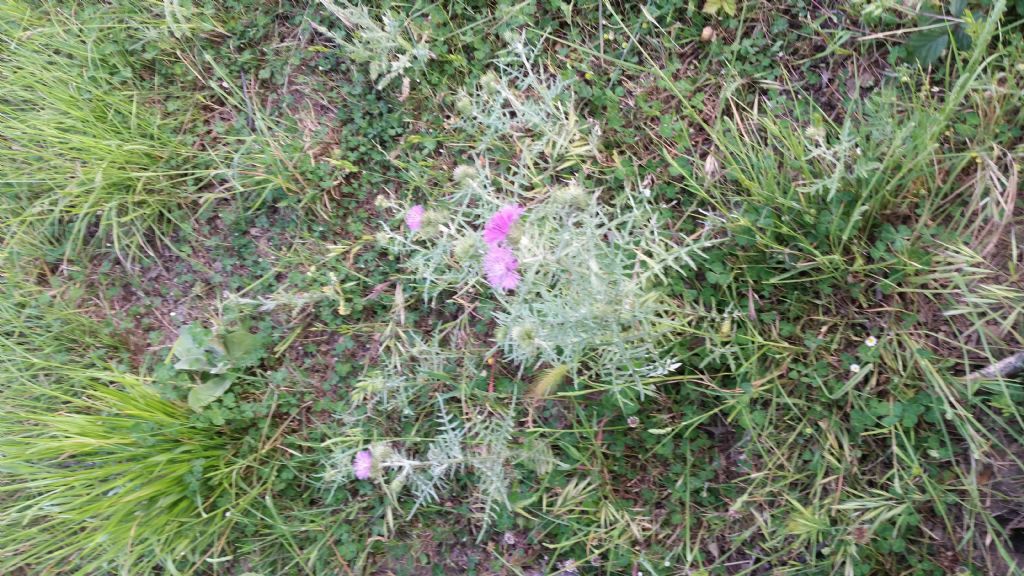 Galactites tomentosus