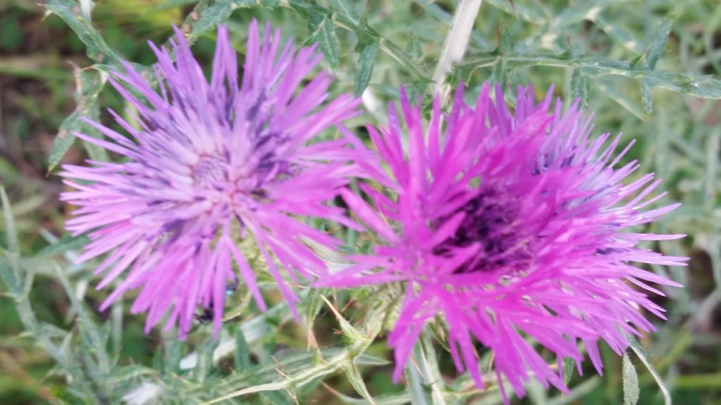 Galactites tomentosus