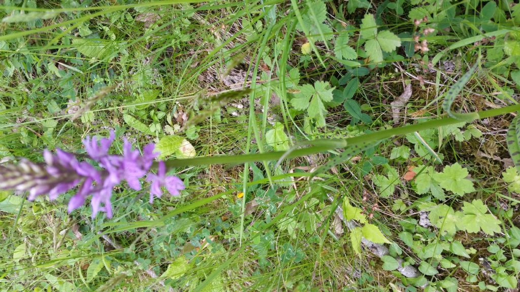 Dactylorhiza maculata