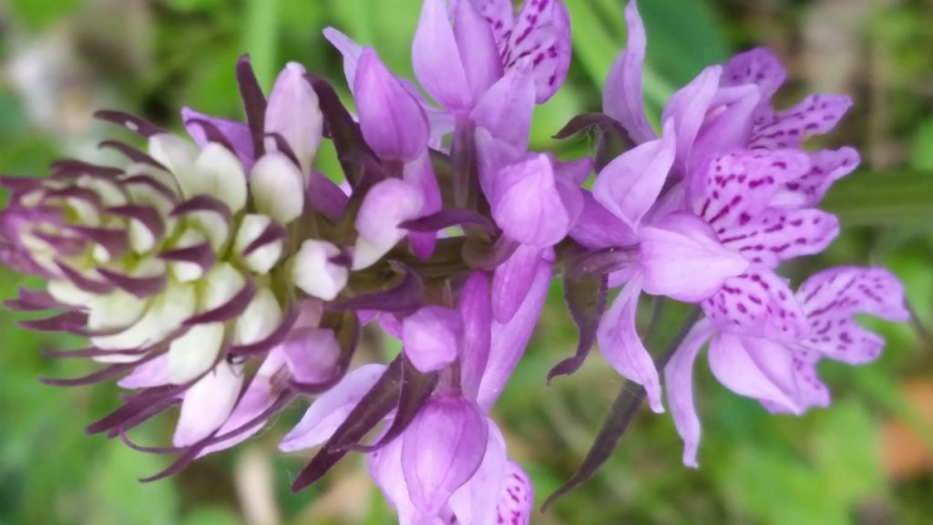 Dactylorhiza maculata