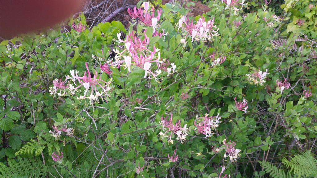 Lonicera etrusca / Caprifoglio etrusco