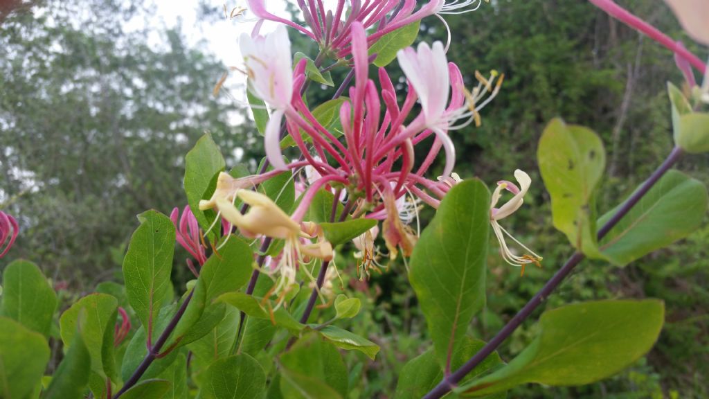 Lonicera etrusca / Caprifoglio etrusco