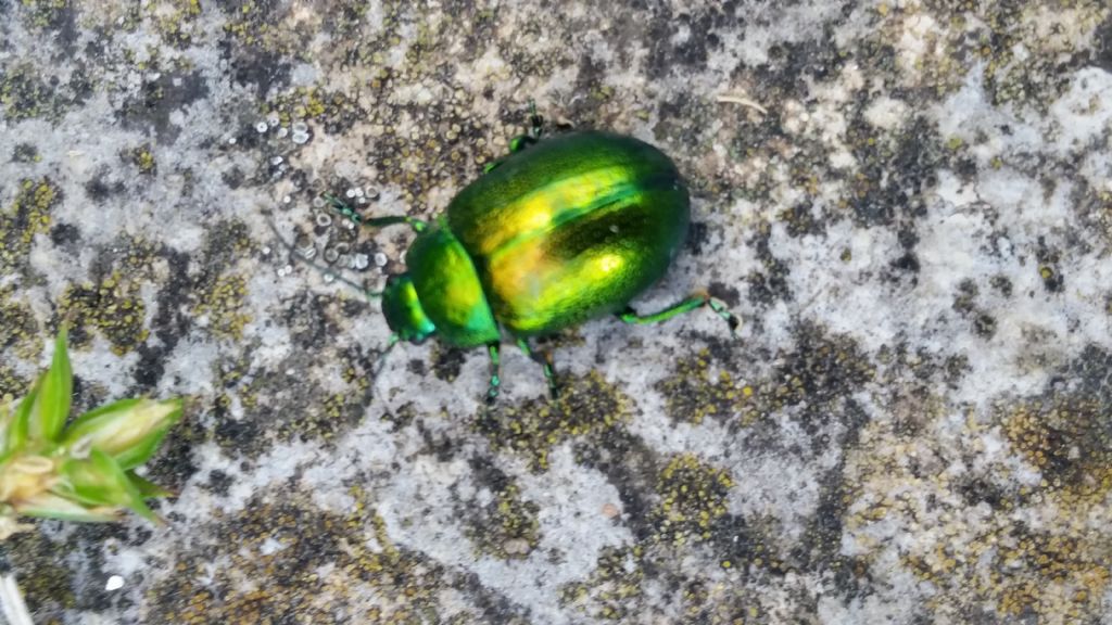 Insetto verde metallo: Chrysolina herbacea (cfr.)