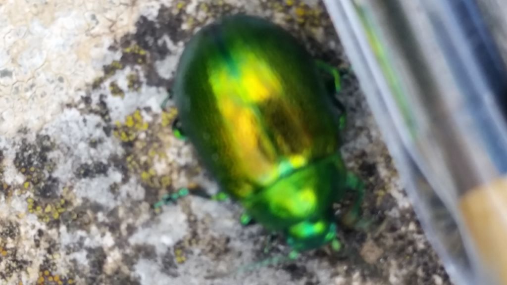 Insetto verde metallo: Chrysolina herbacea (cfr.)