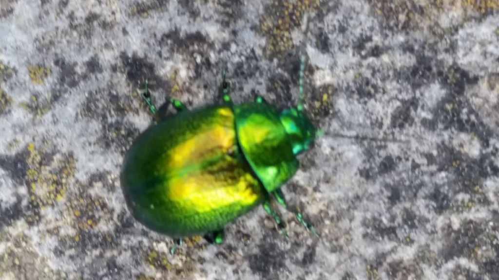 Insetto verde metallo: Chrysolina herbacea (cfr.)